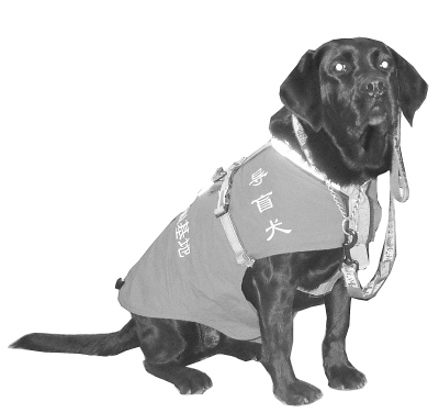 导盲犬“珍妮”，武汉欢迎你!_资讯频道_凤凰网