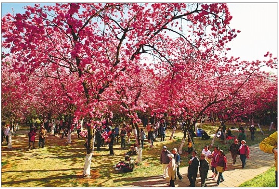 圆通山公园樱花盛开