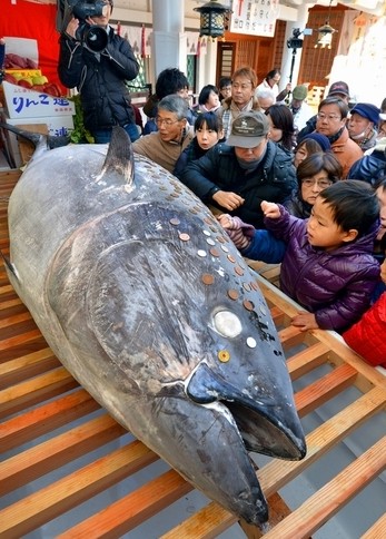 滚动新闻 ></p></a> 正文   原标题:祈祷赚钱 日本兵库神社的巨大金枪鱼受追捧