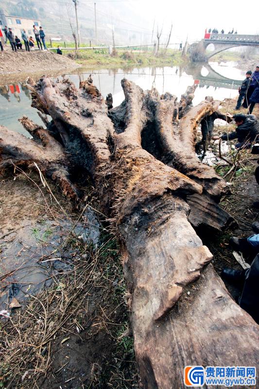 桐梓一乡镇村干部遇难题 挖出宝贝树根不知该