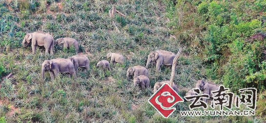 西双版纳野象群下山过年 已逼近勐养小镇