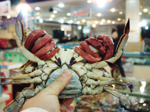 巨型皮筋手指粗 螃蟹绑腿销售一对皮筋四两