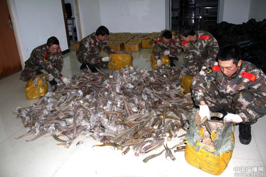 新疆边检查获特大走私羚羊角  麝鼠 皮案 价值过