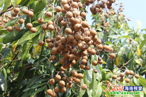 畅好农场:组建农户合作社 发挥 抱团 优势