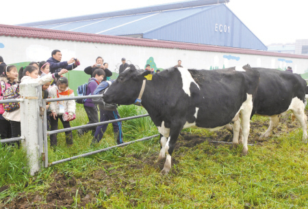 30名市民代表参观宁波牛奶集团的牧场和工厂