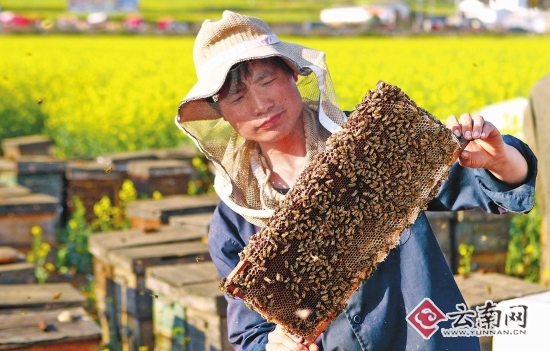 养蜂人_养蜂人年收入