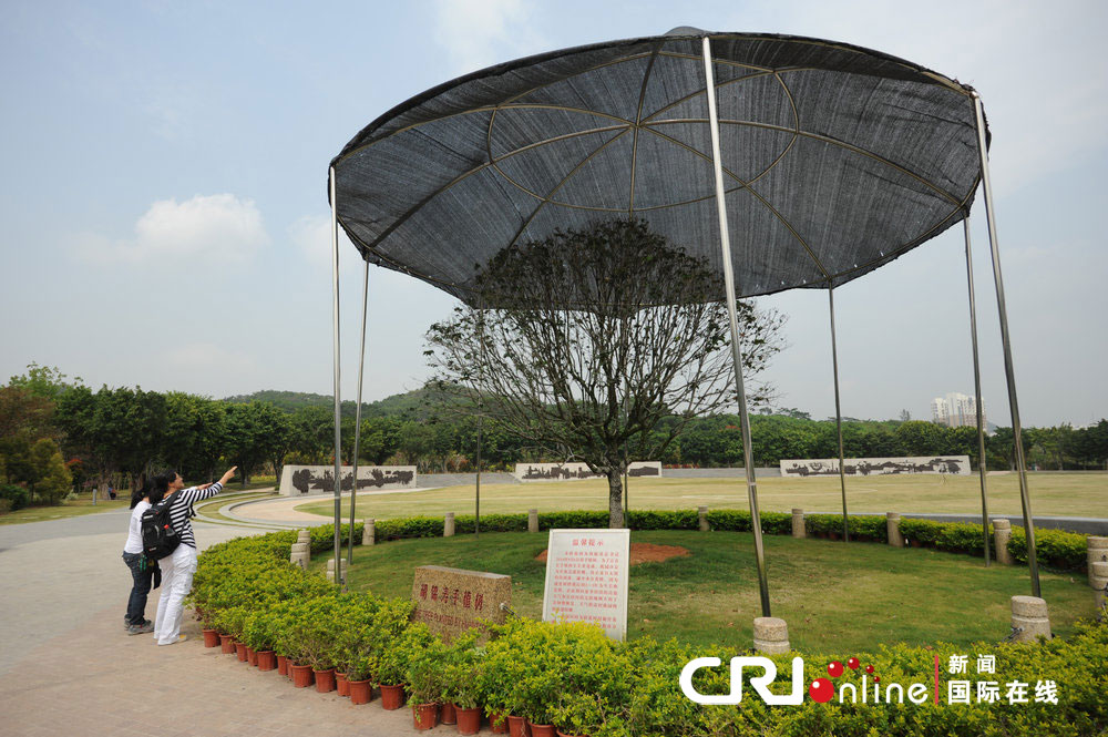 深圳给国家领导人所栽金桂树遮伞 城管回应为