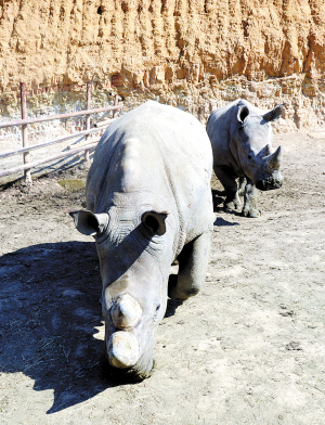 犀牛在普洱灭绝80年 7头南非犀牛被引进担负繁