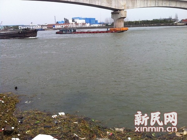 上海黄浦江上游松江水域死猪打捞仍在继续