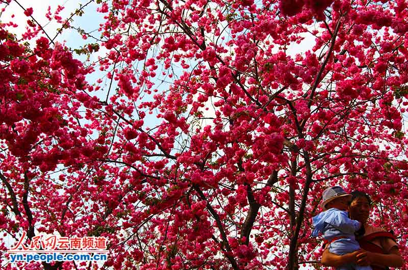 昆明圆通山樱花开好时节 三八节上万市民赏樱