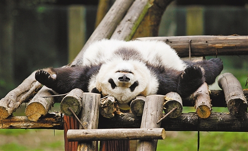 什么动物能打过熊 f75a90890841ec2c2a093773effc2807.jpg