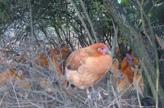 遇禽流感 昆明鸡店很受伤 鸡究竟能吃不?