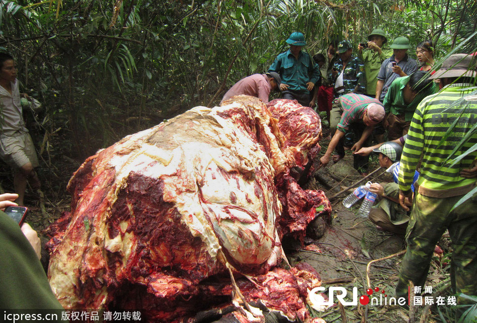 越南大象遭残忍剥皮 象牙象尾均不剩(高清组图