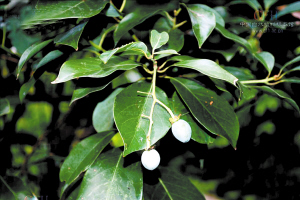 滇池周边将种212种适种之物 云南本土植物占7