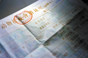 记者暗访昆明动物检疫合格证明黑市交易 花15