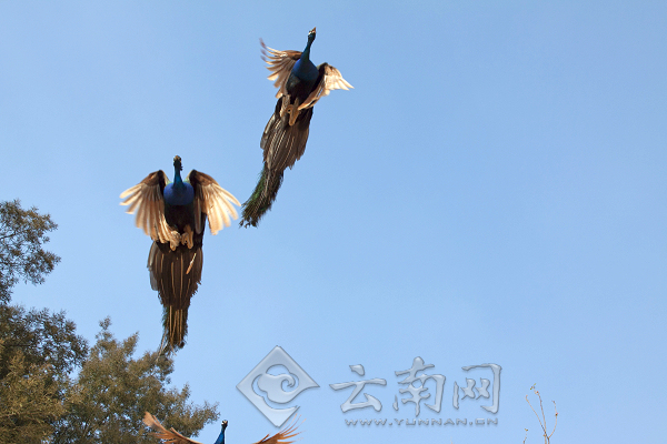 五一期间 云南野生动物园看点多