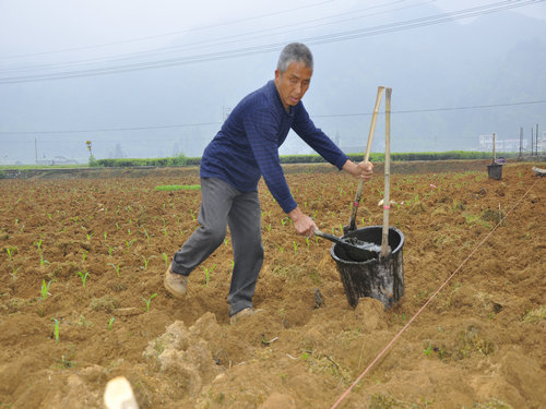 甜糯玉米_种糯玉米收入(3)