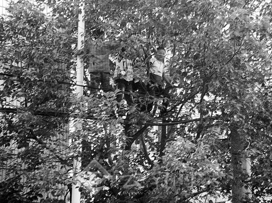 昆明4个娃娃电缆荡上秋千惊得路人冒冷汗