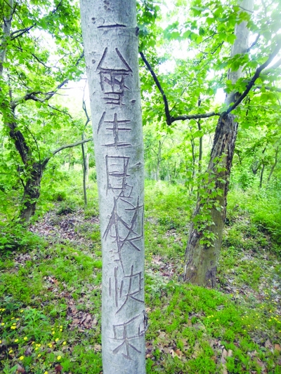 遭游客肆意涂鸦 牛首山登山道两侧树木很受伤