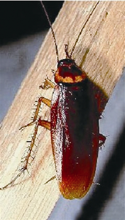 美洲大蠊:室内蟑螂中最大的一种,体长近40毫米