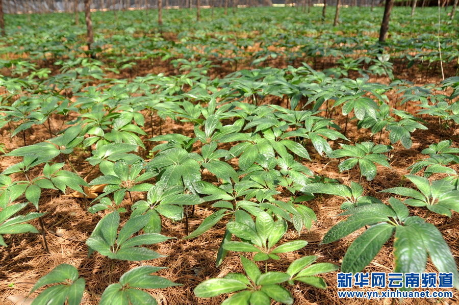 图为三七种植园内的三七苗生长状况良好.