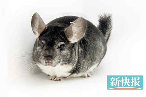 乖巧伶俐爱干净,龙猫带你寻回童真