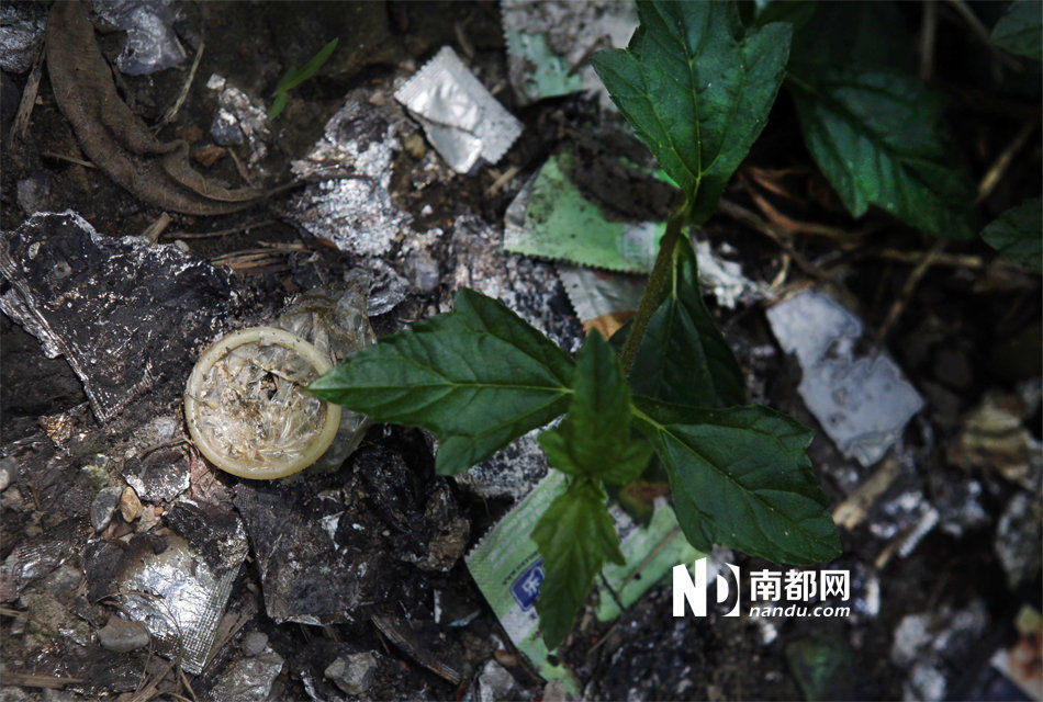 广东佛山:站街女绿化带草丛中就地做生意