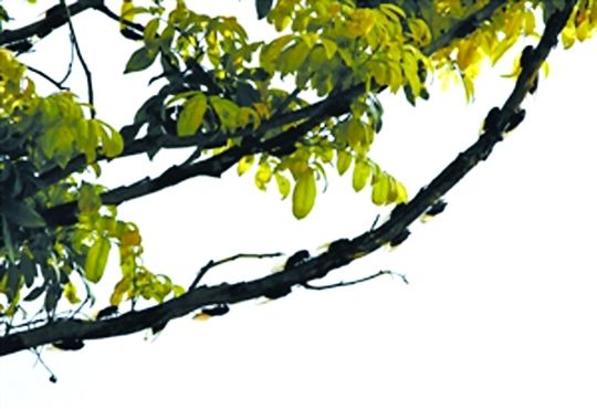 红豆树晴天下雨?300只知了在撒尿