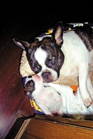 大龄产妇妞妞难产记