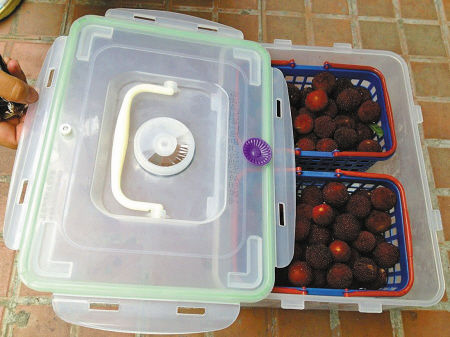 农科院研发的保鲜箱能让杨梅放上两三天仍新鲜