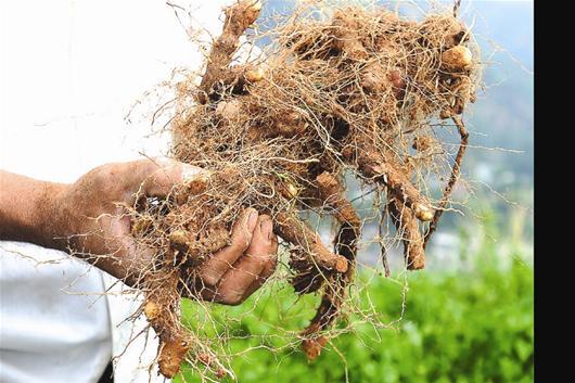 ·图文:靠山吃山 黄姜支书带富一个村