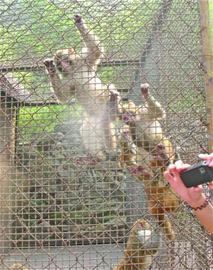 两岁童被猴子抓伤 动物园:夏季动物暴躁(图)