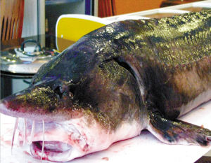 野生大鱼坊_老刘野生大鱼坊 人均(2)