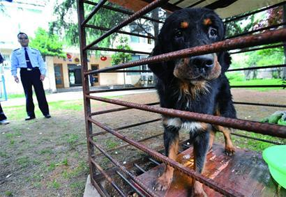 民警山东路围堵无主藏獒 四回合将其拿下(图)