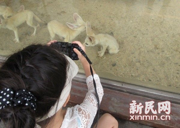 耳廓狐入住野生动物园精灵大耳惹人爱情趣用品必备看片图片
