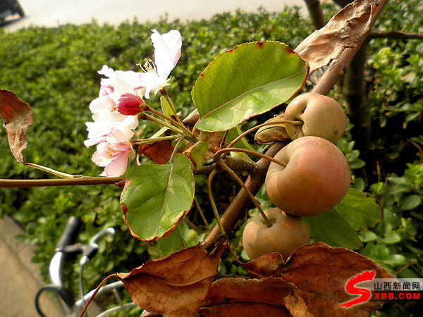 太原垂丝海棠树出现二次开花奇观(图)