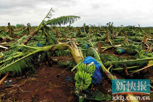 湛江一场台风毁了万亩农田