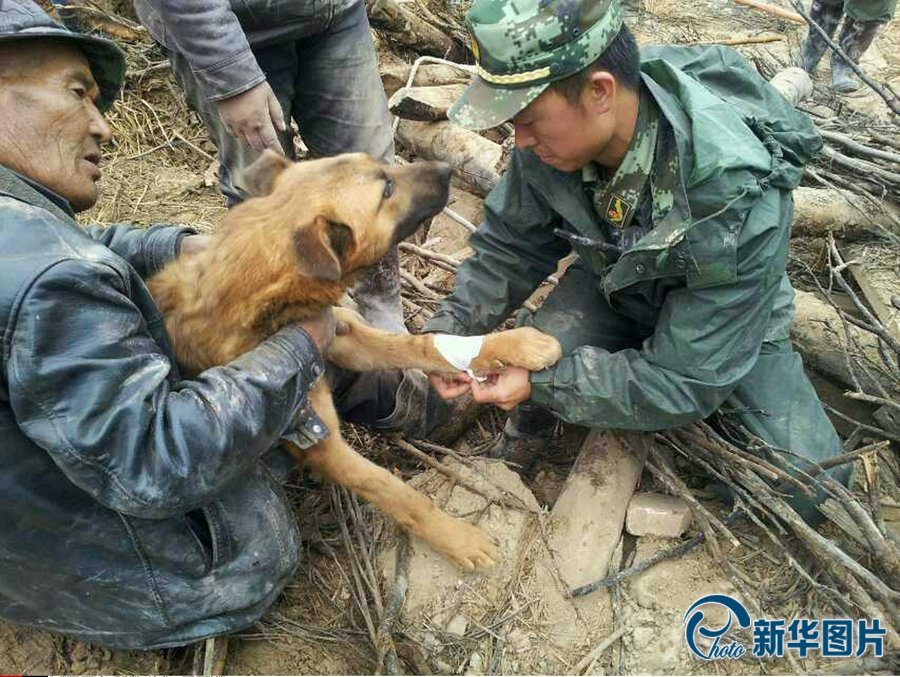 甘肃地震灾区再现"狗坚强":被困77小时后获救