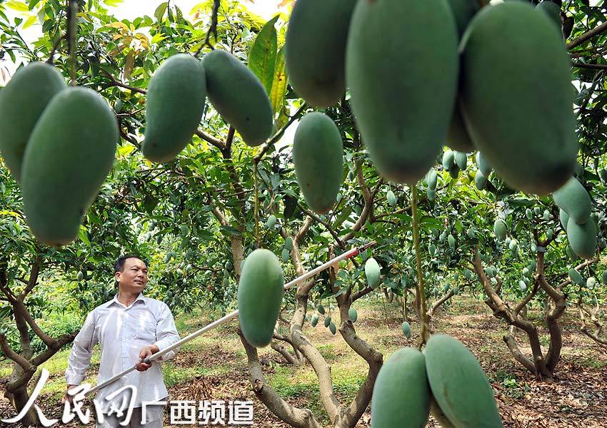 高清:广西田东14万亩芒果喜获丰收
