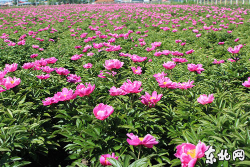孙吴壮大北药产业,白芍花开。李鹏 摄
