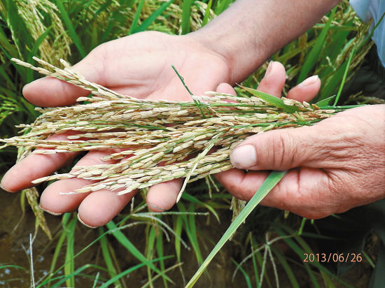 是否喷错农药水稻颗粒无收?