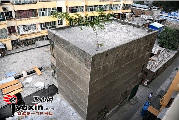 乌鲁木齐一房顶两棵一长十年