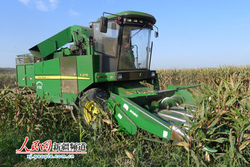 新疆六十四团3万亩制种玉米全部实行机械采收