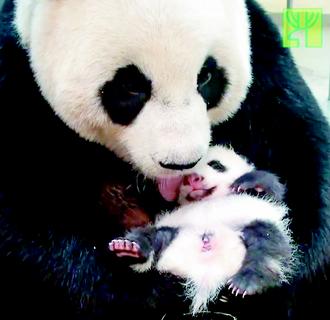 台北市动物园10月起在线直播赠台熊猫母女生