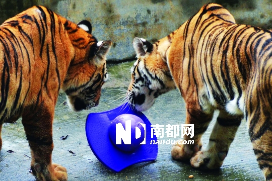 深圳野生动物园:提高动物幸福指数