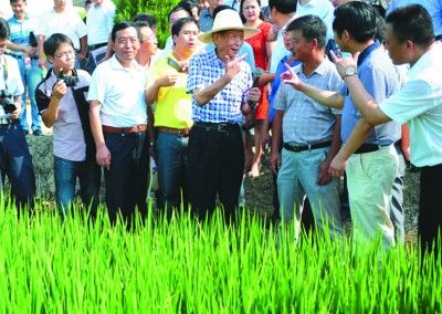 袁隆平田间授课(图)