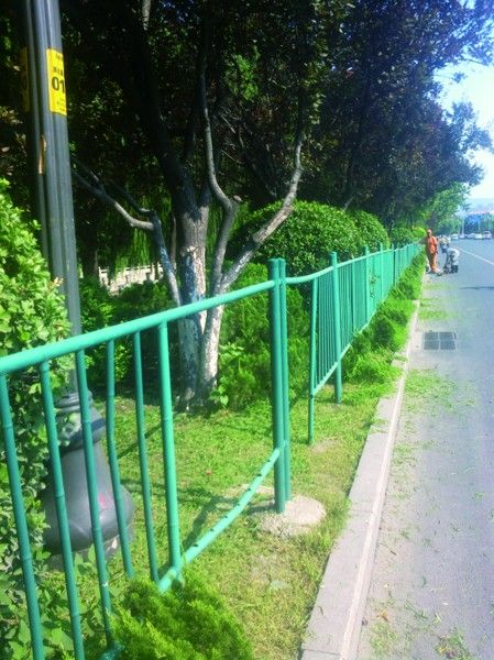 黑北路绿化带护栏多损毁