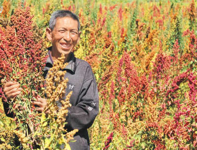 安第斯山藜麦落户山西静乐