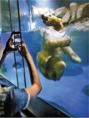 北极熊为减肥 自创健康操(2)_资讯频道_凤凰