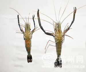 本地沼虾有红膏!